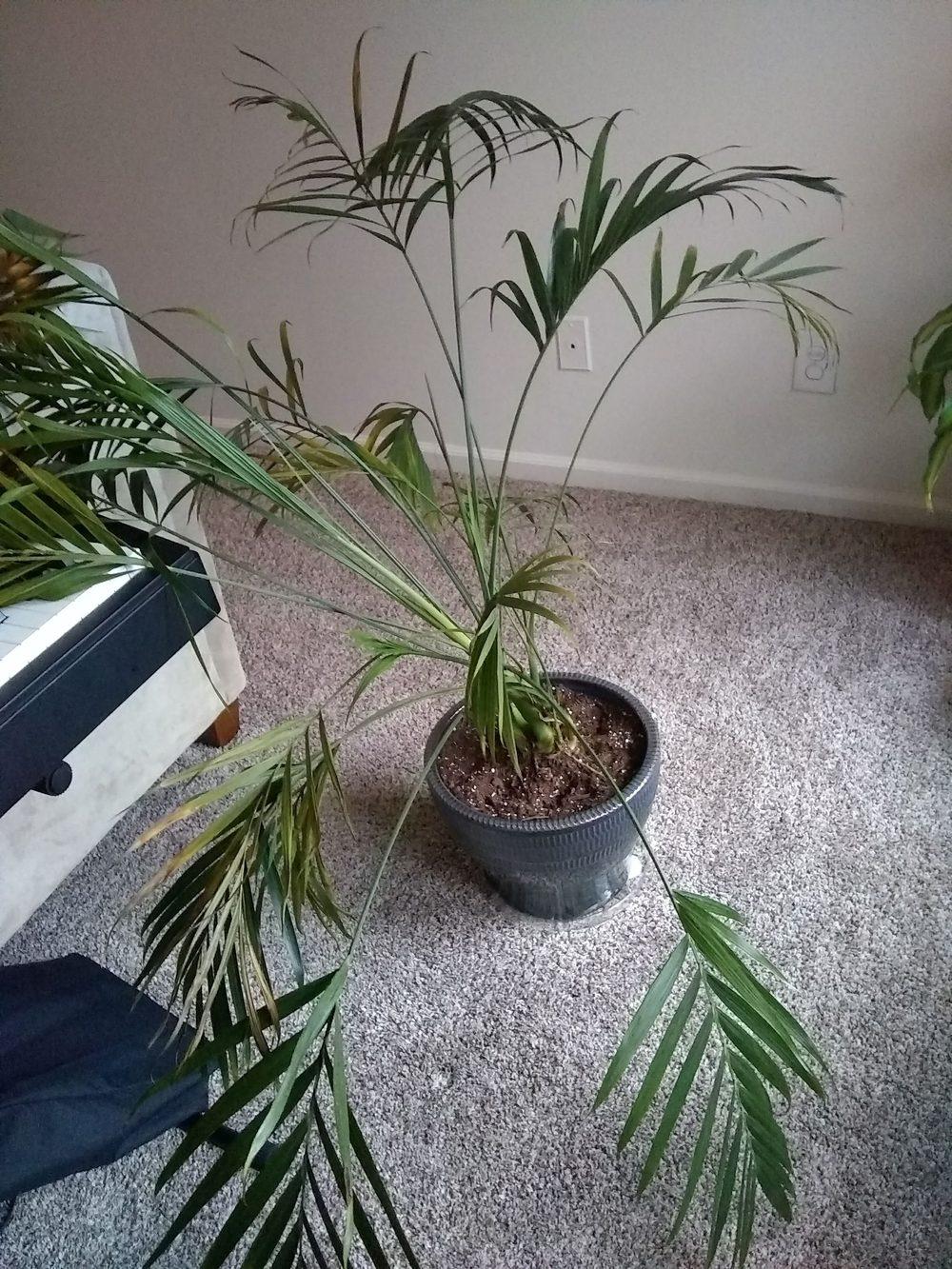 Indoor cat palm drooping and yellowing/browning in the Ask a Question