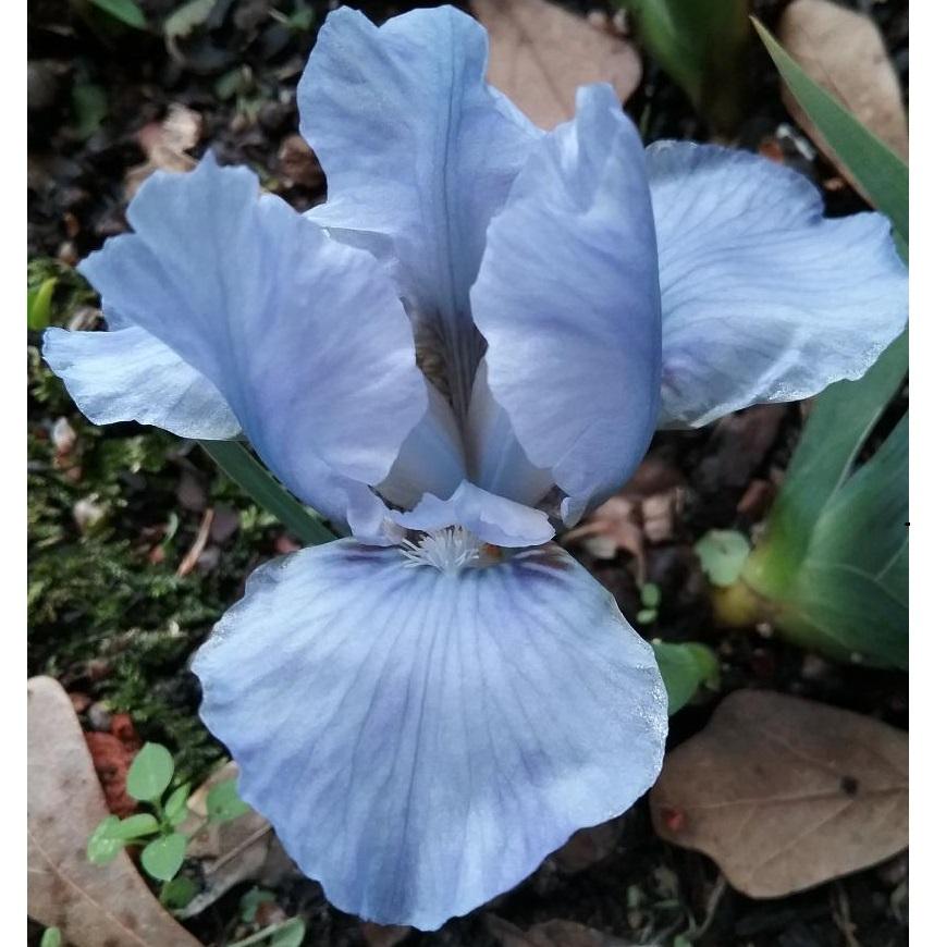 Miniature Dwarf Bearded Iris (Iris 'Sleepy Time') in the Irises ...