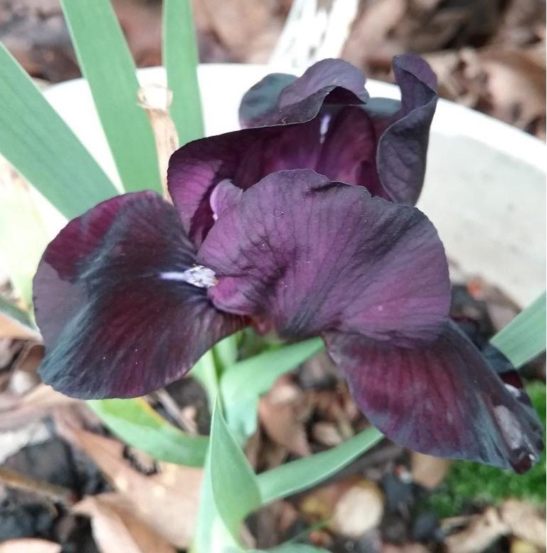 Miniature Dwarf Bearded Iris (Iris 'Black Stallion') in the Irises