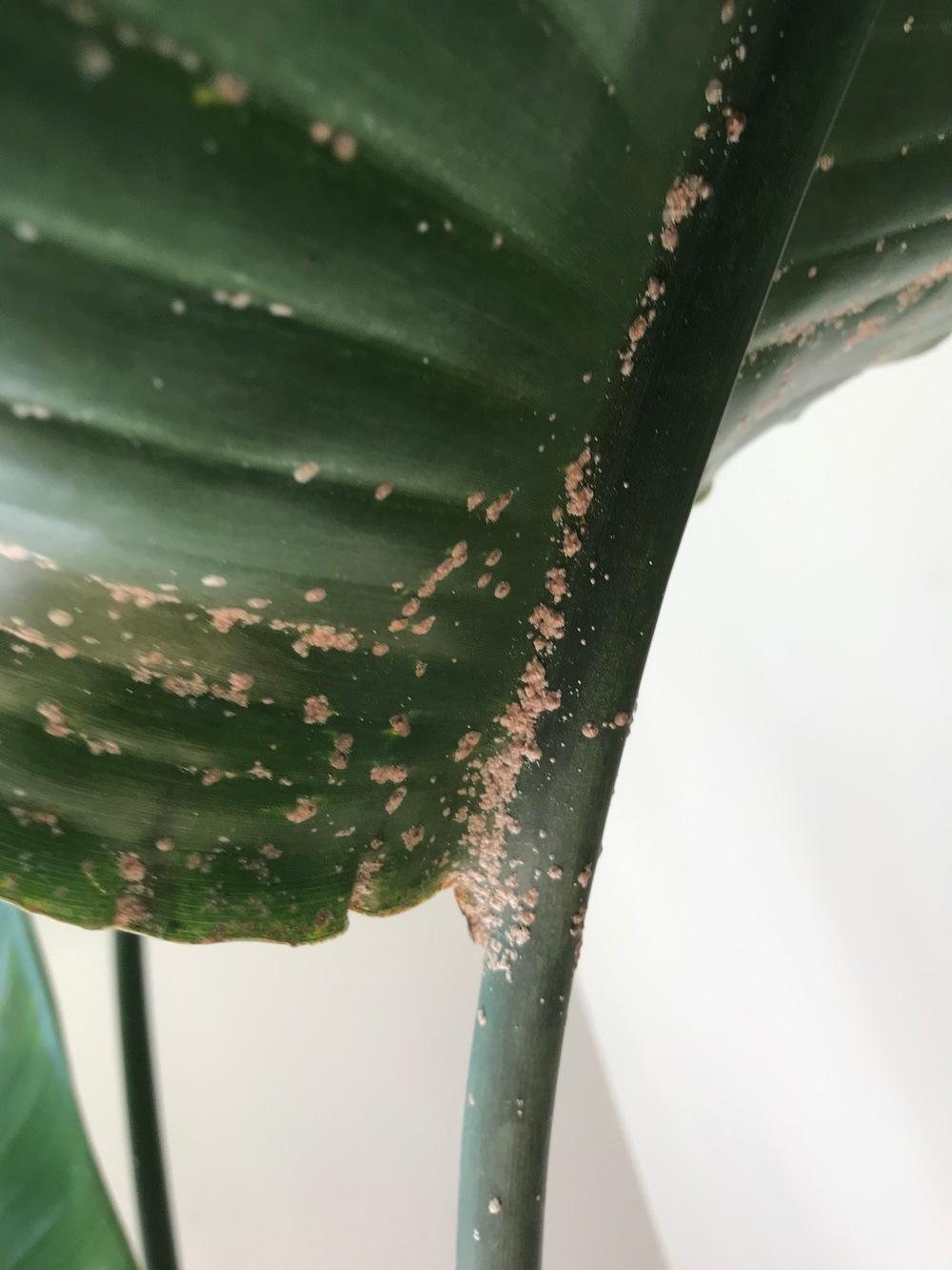 Brown spots/fungus on bird of paradise in the Ask a Question forum