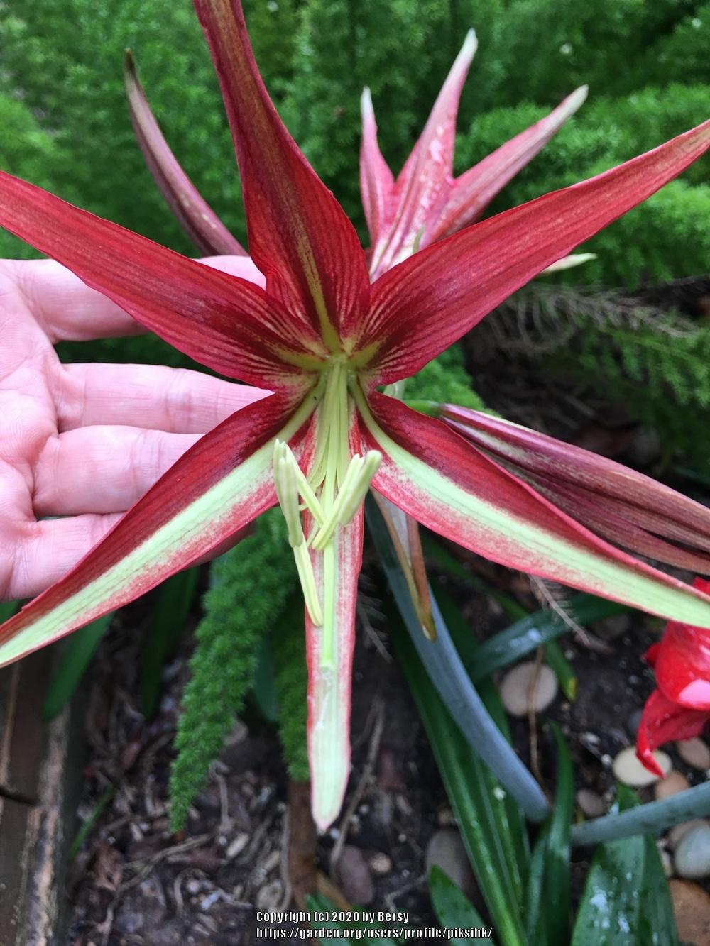 Amaryllis (Hippeastrum cybister 'La Paz') in the Amaryllis
