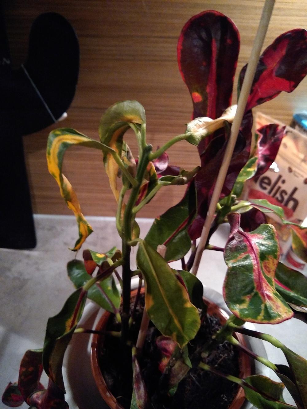 Why does my croton mammy die? in the Ask a Question forum