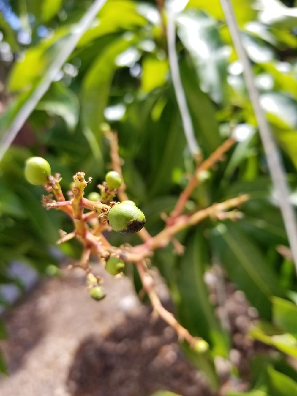 Ask a Question forum: Black stain on my fruit - Garden.org