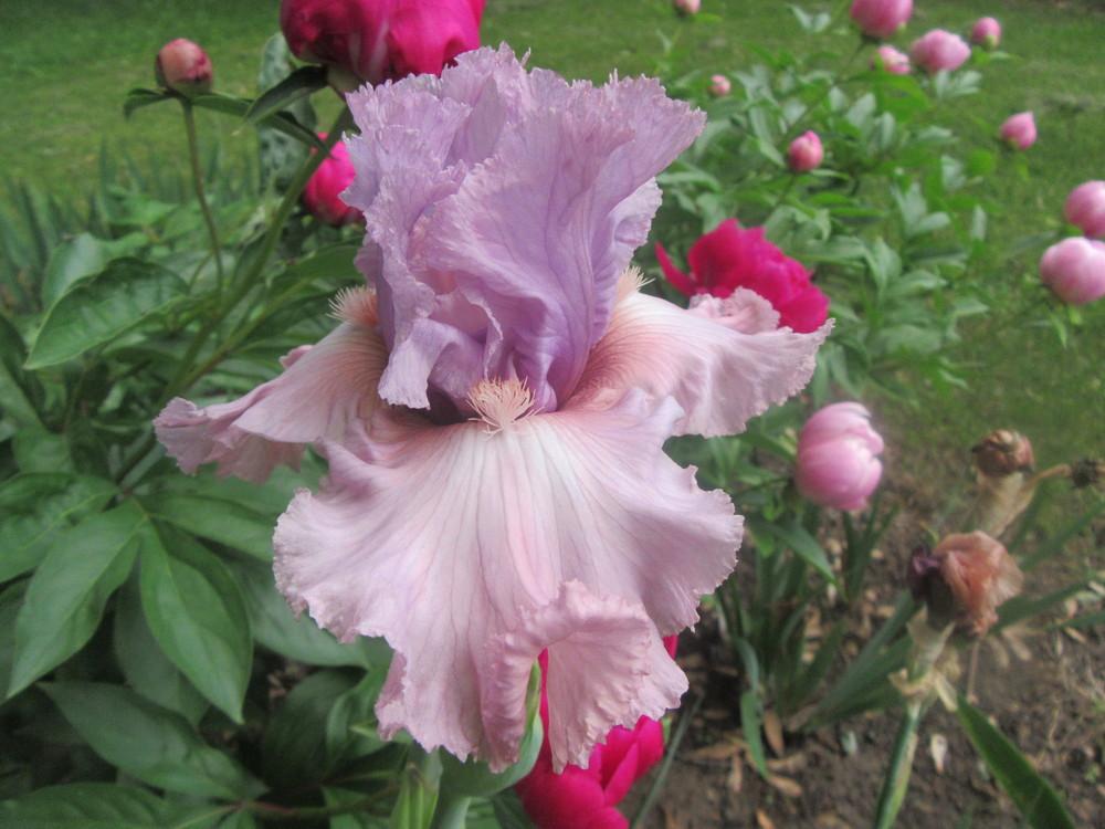 Tall Bearded Iris (Iris 'Edwardian Era') in the Irises Database