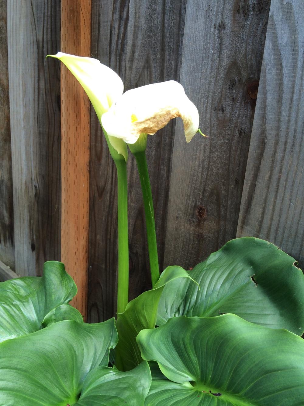 Why is my calla lily flower rotting? in the Ask a Question forum