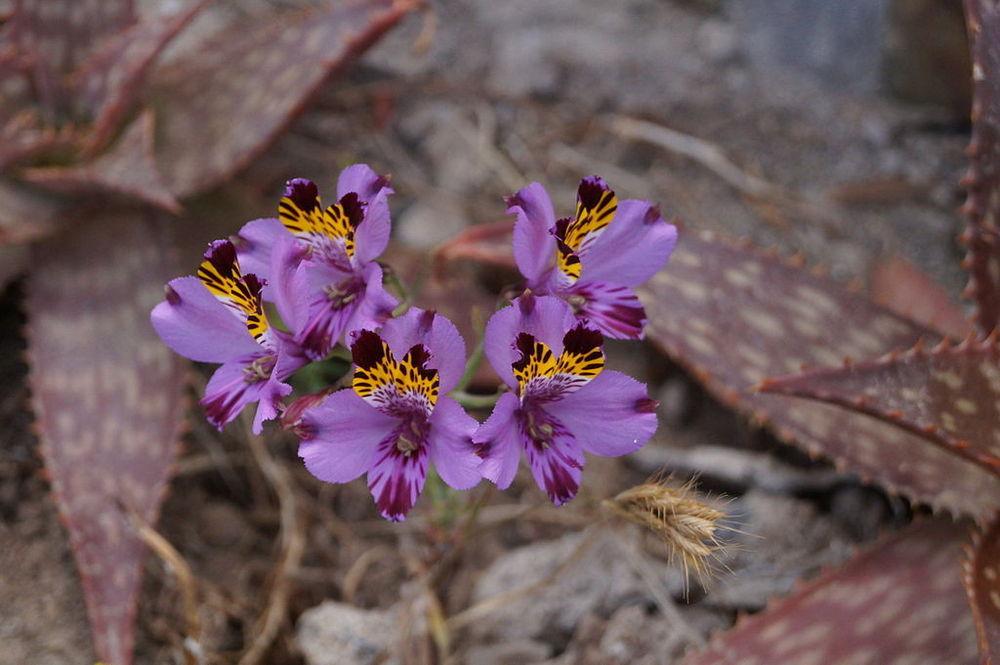 Peruvian Lily (Alstroemeria magnifica var. magenta) in the Peruvian
