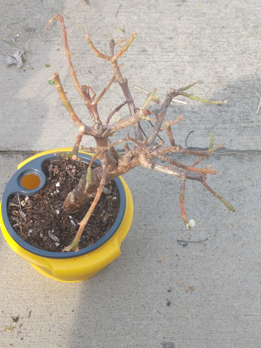 Ask a Question forum→Overwatered bonsai - Garden.org Ask a Question forum→Overwatered bonsai - Garden.org