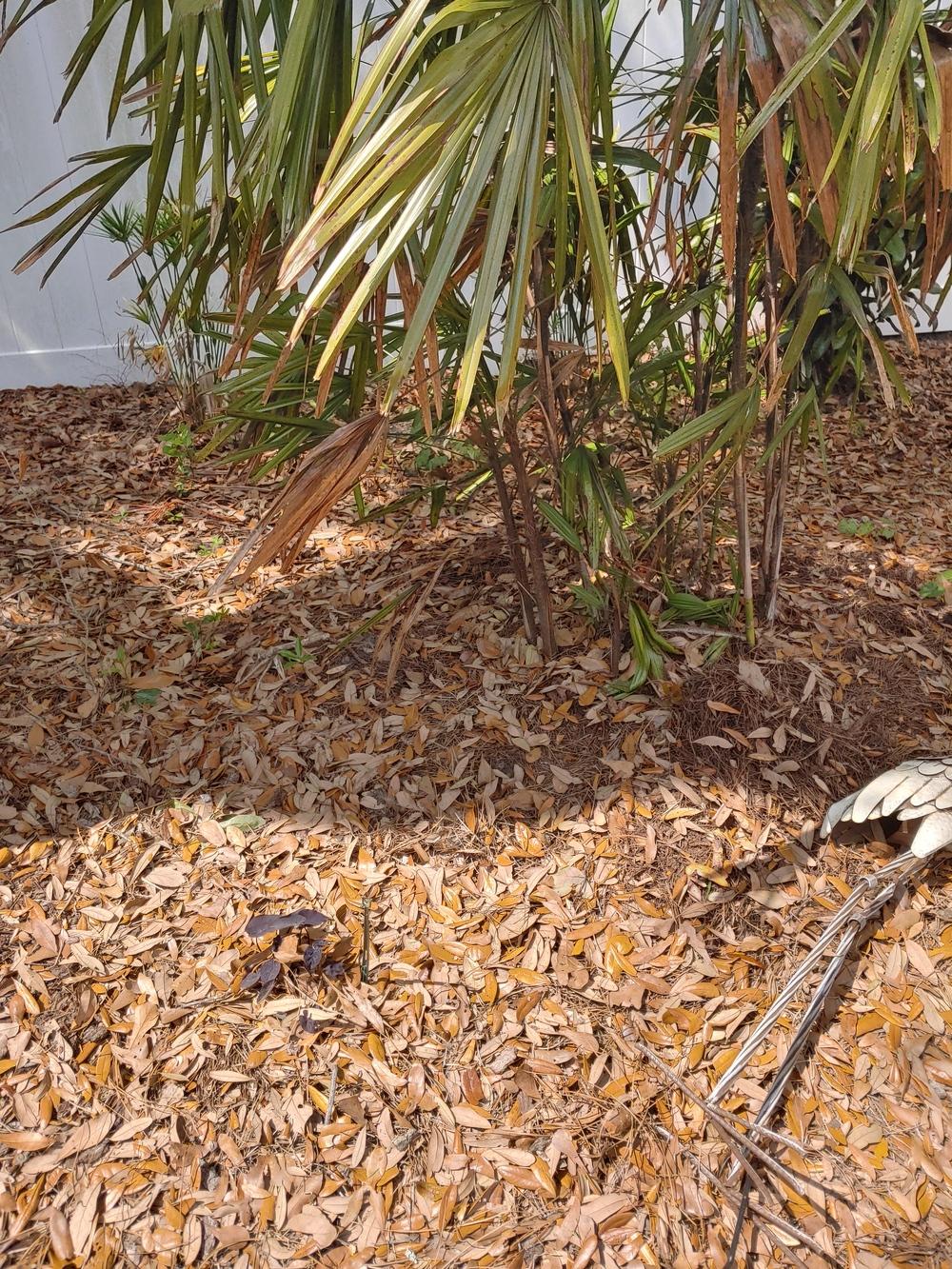 Outdoor Lady Palm "wilting" in the Ask a Question forum