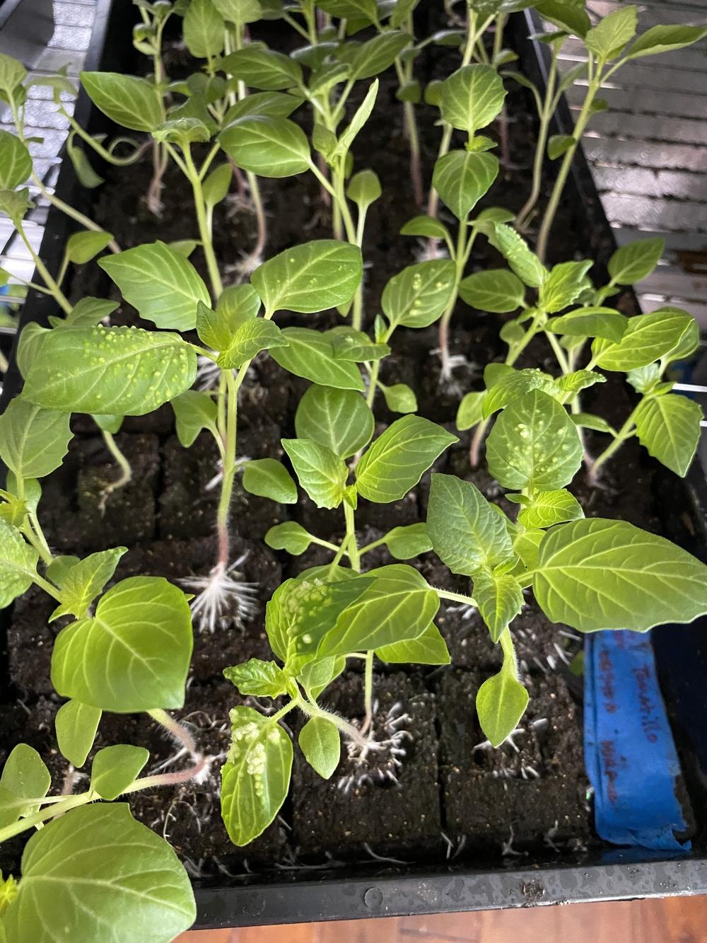White bumps (small) on Tomatillo leaves in the Ask a Question forum