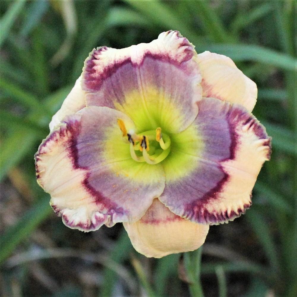 Daylily (Hemerocallis 'Azure Butterfly') in the Daylilies Database