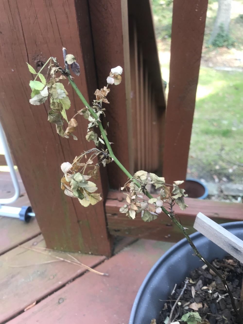 How to Save My Rose Plant in the Roses forum