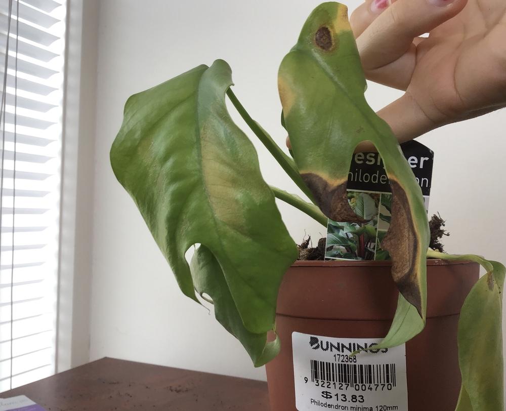 HELP, dying Swiss cheese philodendron in the Ask a Question forum