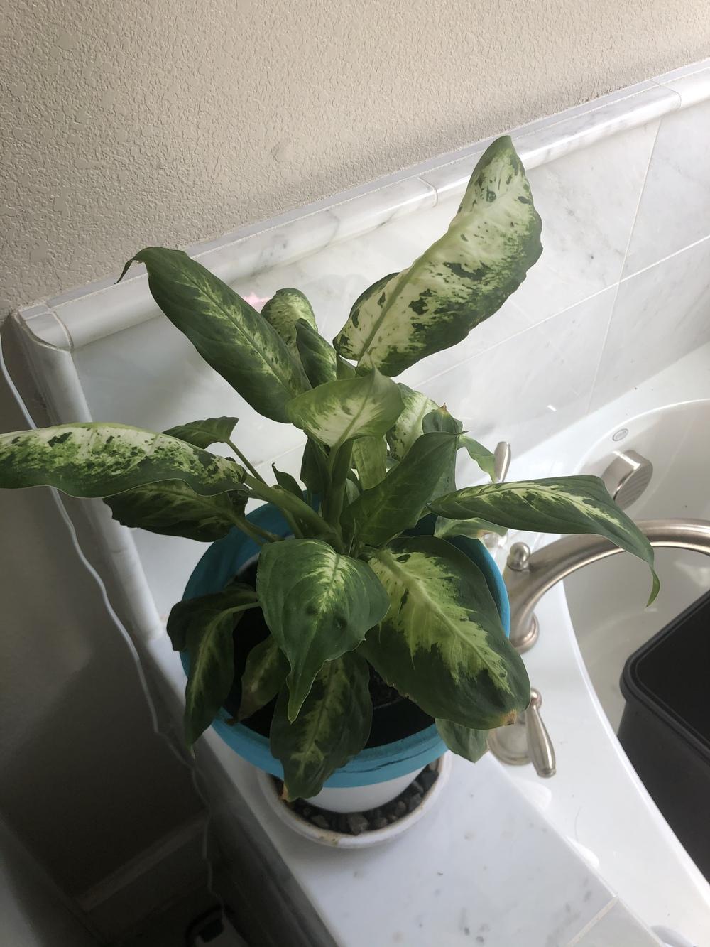 Dieffenbachia / Dumb cane droopy leaves in the Ask a Question forum