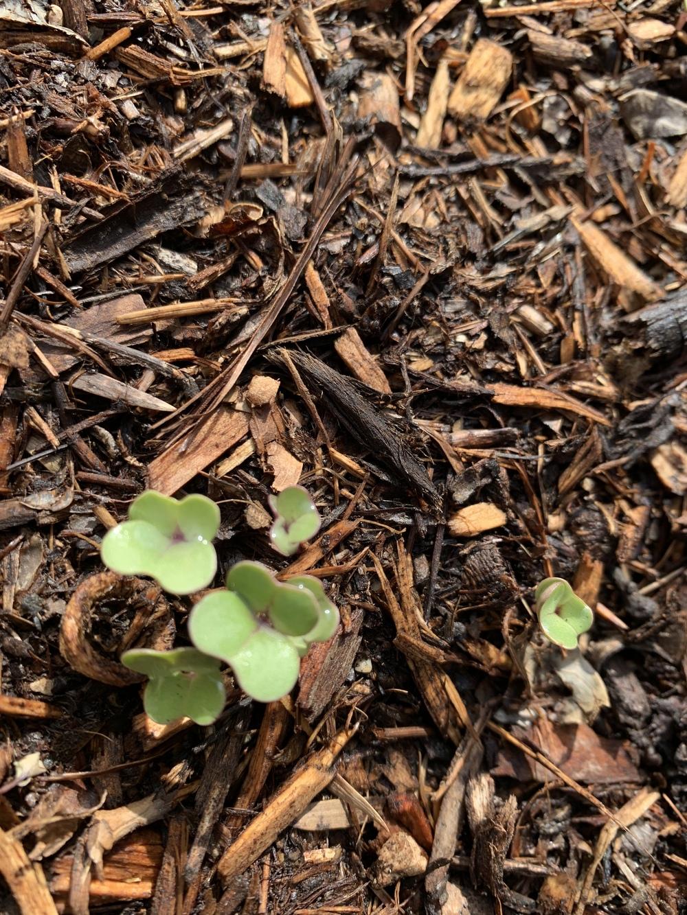 Plant ID forum→What are these two seedlings - Garden.org
