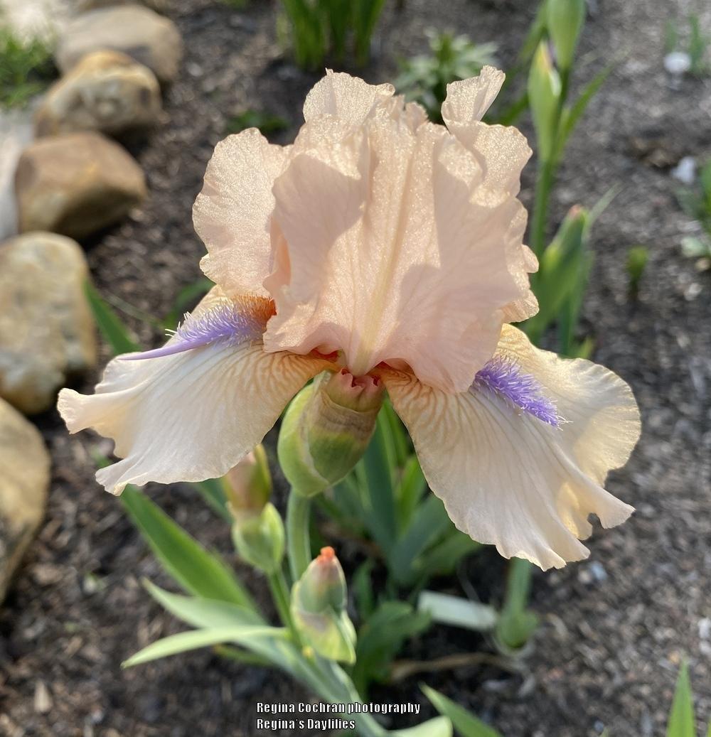 Photo of the bloom of Intermediate Bearded Iris (Iris 'Concertina