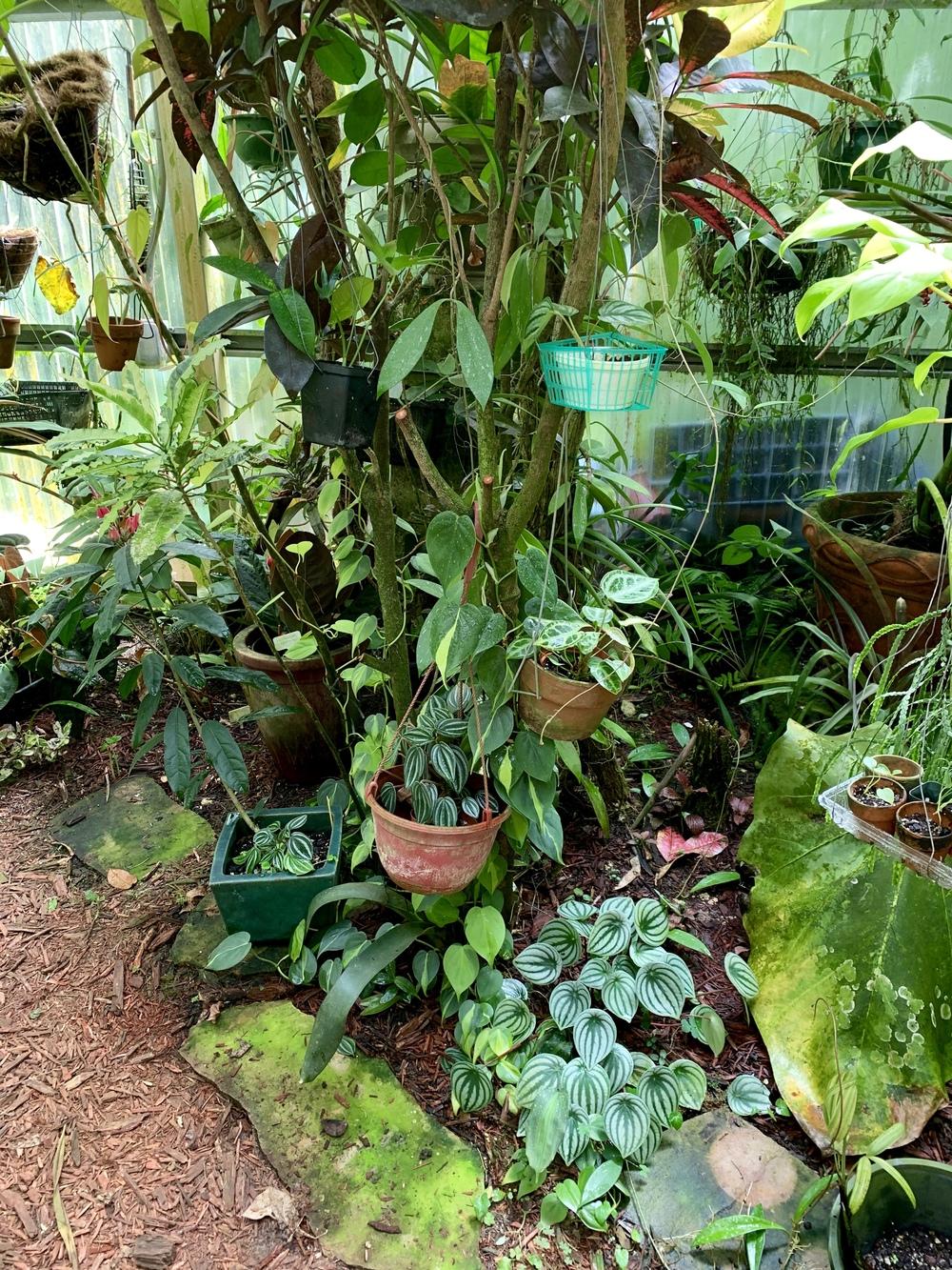 Hardest to care for houseplants? in the Houseplants forum