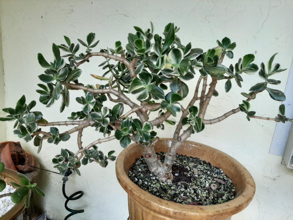 Jade Plant (Crassula ovata 'Lemon & Lime') in the Crassulas Database