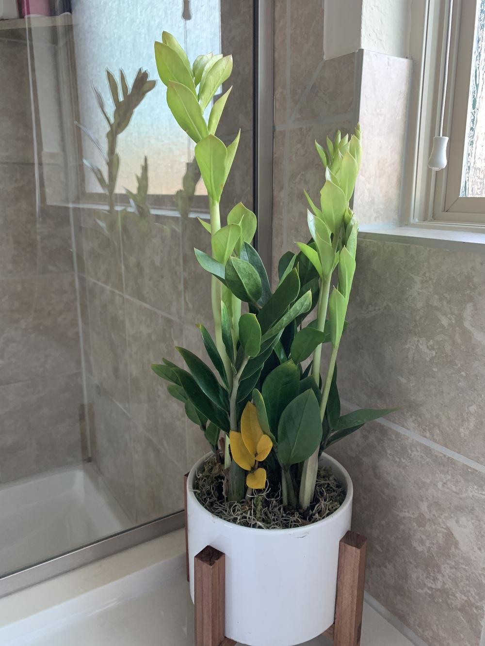 ZZ Plant light green stalks in the Ask a Question forum