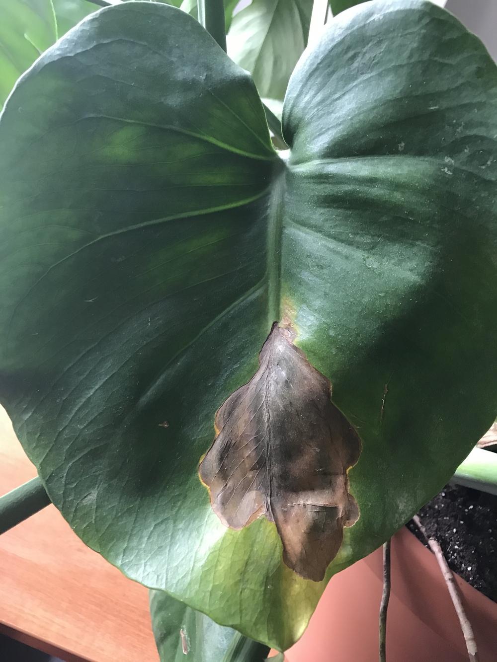 Monstera plant black spots and leaves that don't unwrap in the Ask a