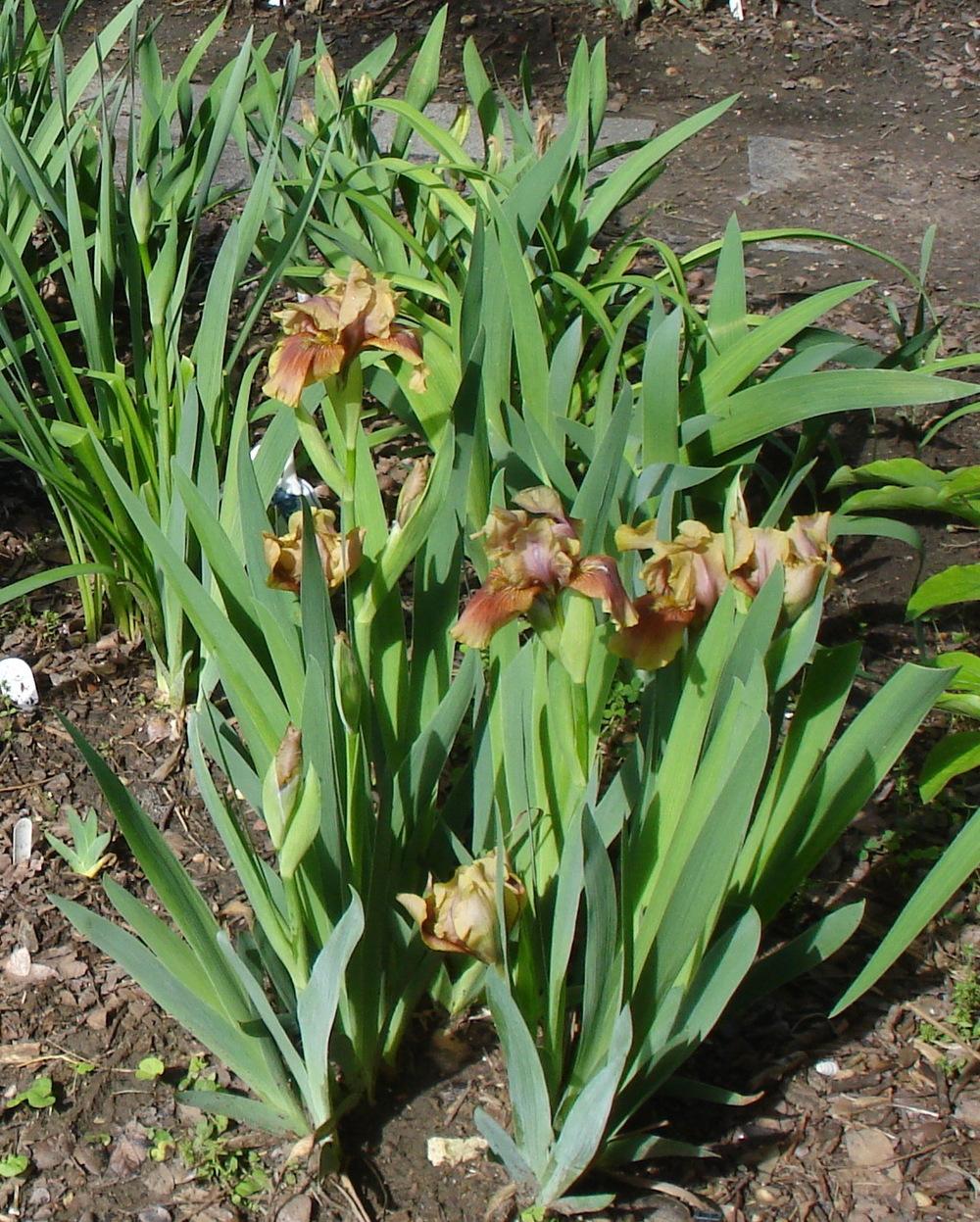 Photo of the entire plant of Intermediate Bearded Iris (Iris 'Oklahoma Bandit') posted by