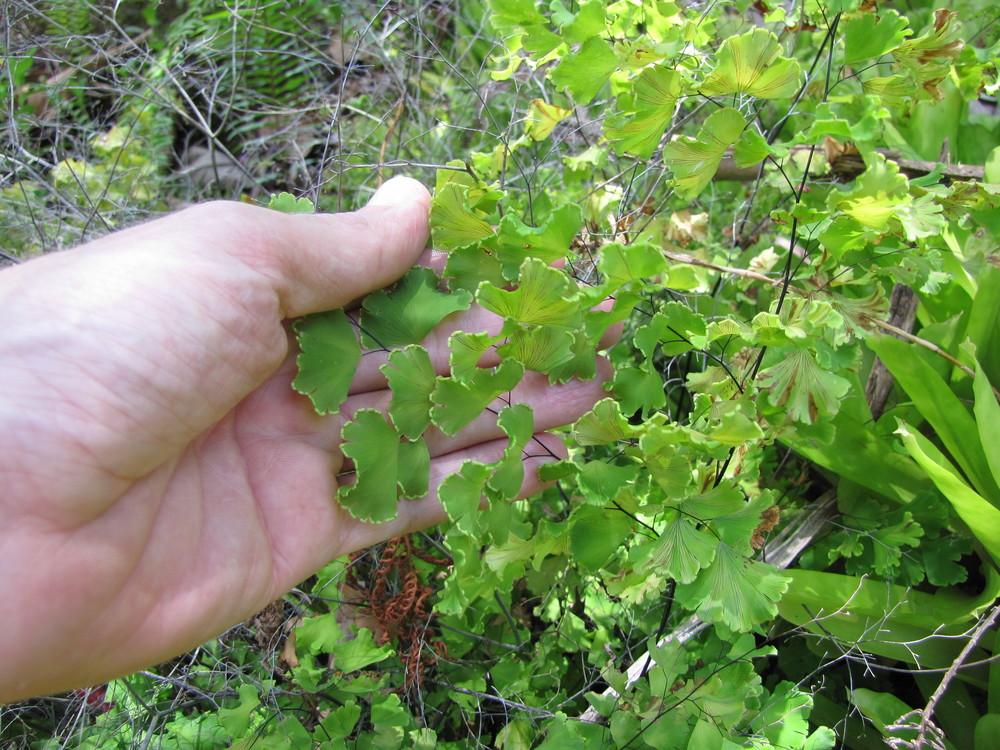 Brittle Maidenhair Fern (Adiantum tenerum)