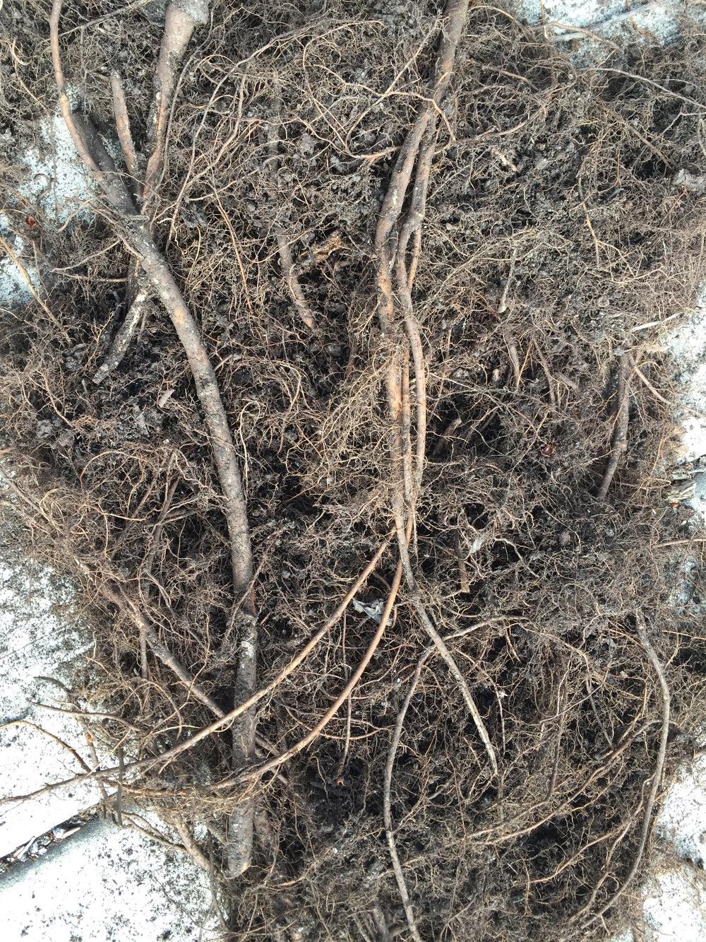 Roots in raised bed in the Ask a Question forum