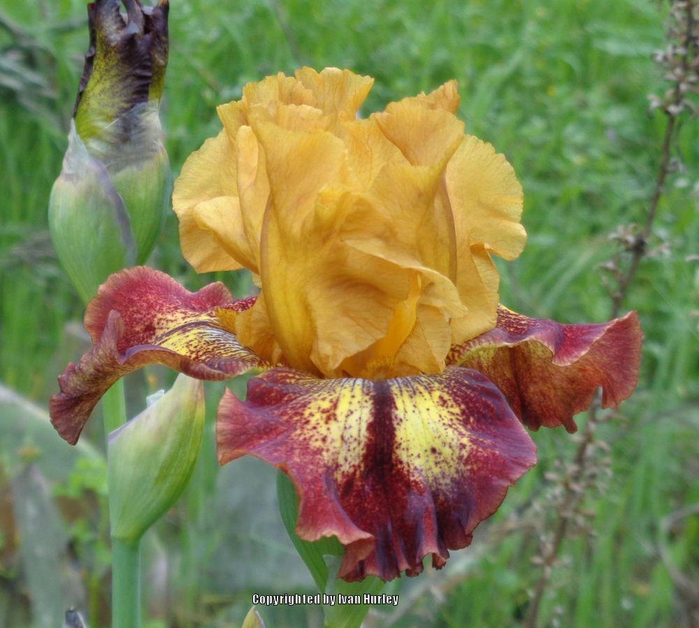 Photo of the bloom of Tall Bearded Iris (Iris 'Hot Streak') posted by