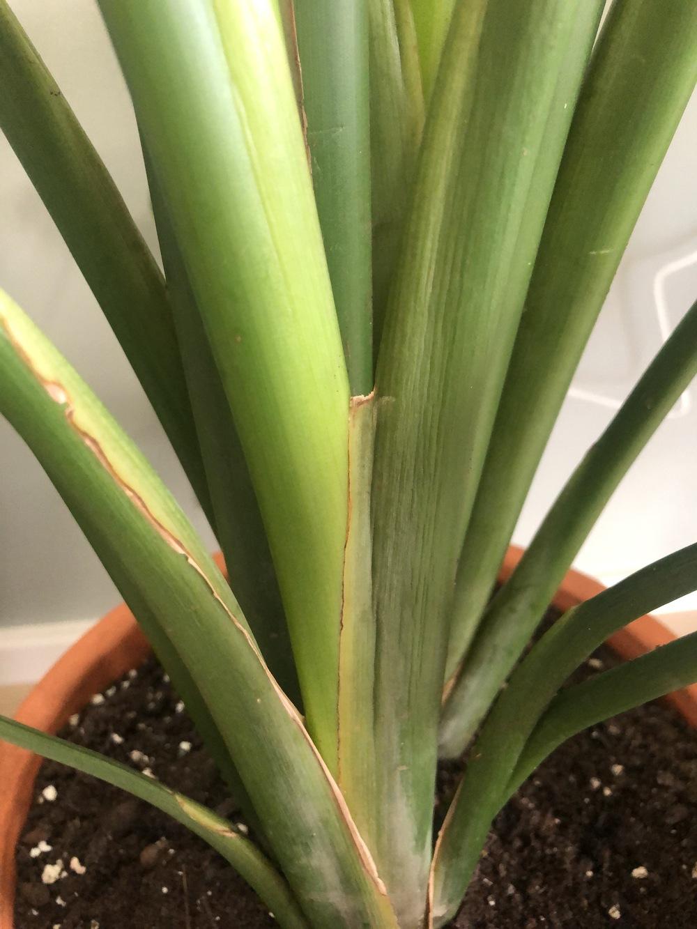 Bird of paradise repotting issue in the Ask a Question forum - Garden.org