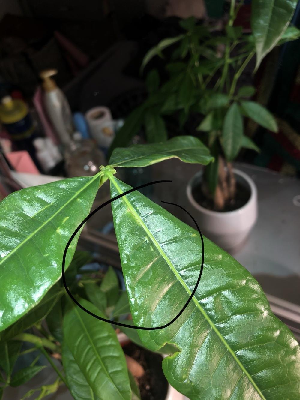 My money tree plant has holes & small white spots?? in the Plant ID forum