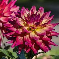 Photo of the bloom of Dahlia 'Camano Denali' posted by arctangent