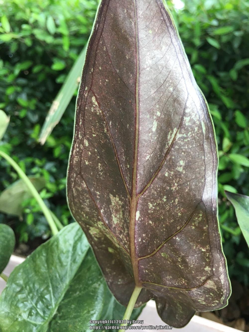 Hardy Elephant Ear (Alocasia wentii) in the Elephant Ears (Alocasia