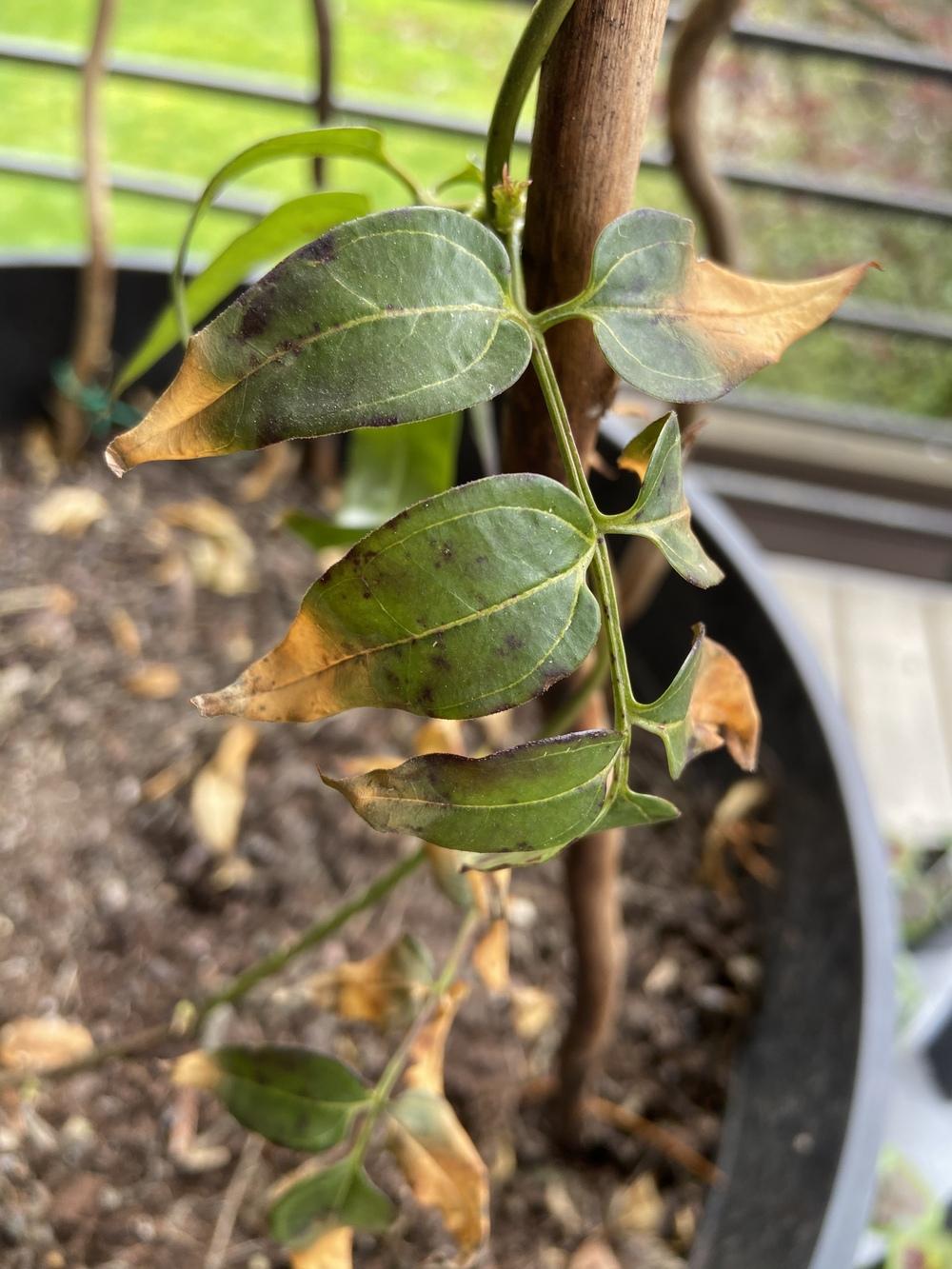 Jasmine infected? in the Ask a Question forum