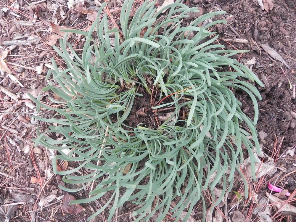 Circle Onion (Allium senescens 'Glaucum')