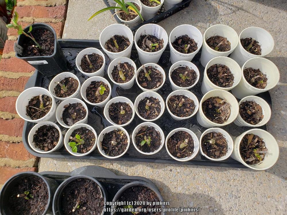 Hardy Hibiscus Seedlings in the Hibiscus forum