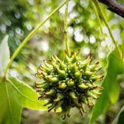 Location: Thomasville, GA USA
Date: 2019-06-01