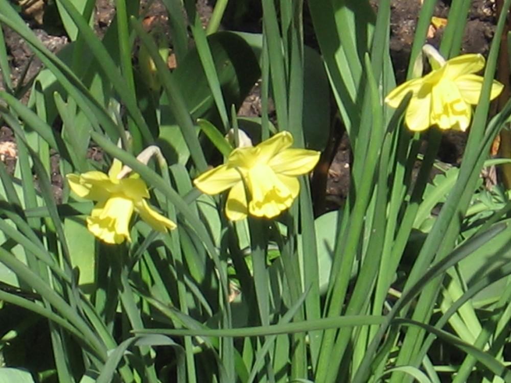 Photo of the entire plant of Jonquilla Daffodil (Narcissus 'Hillstar
