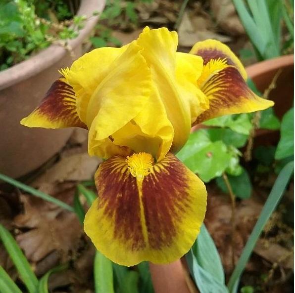 Standard Dwarf Bearded Iris (Iris 'Apache Carpet') in the Irises