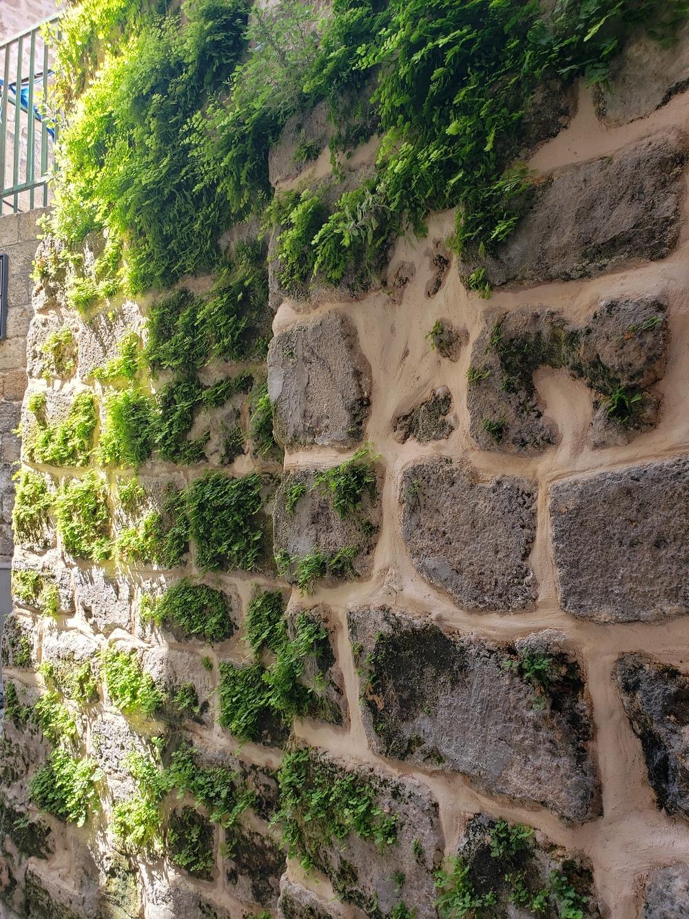 Plant ID forum→Identifying plant growing from stones (Israel) - Garden.org