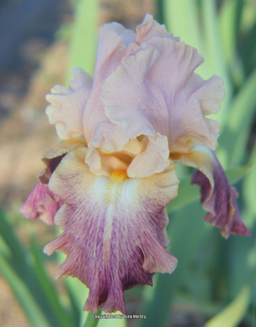 Tall Bearded Iris (Iris 'Stage Lights') in the Irises Database