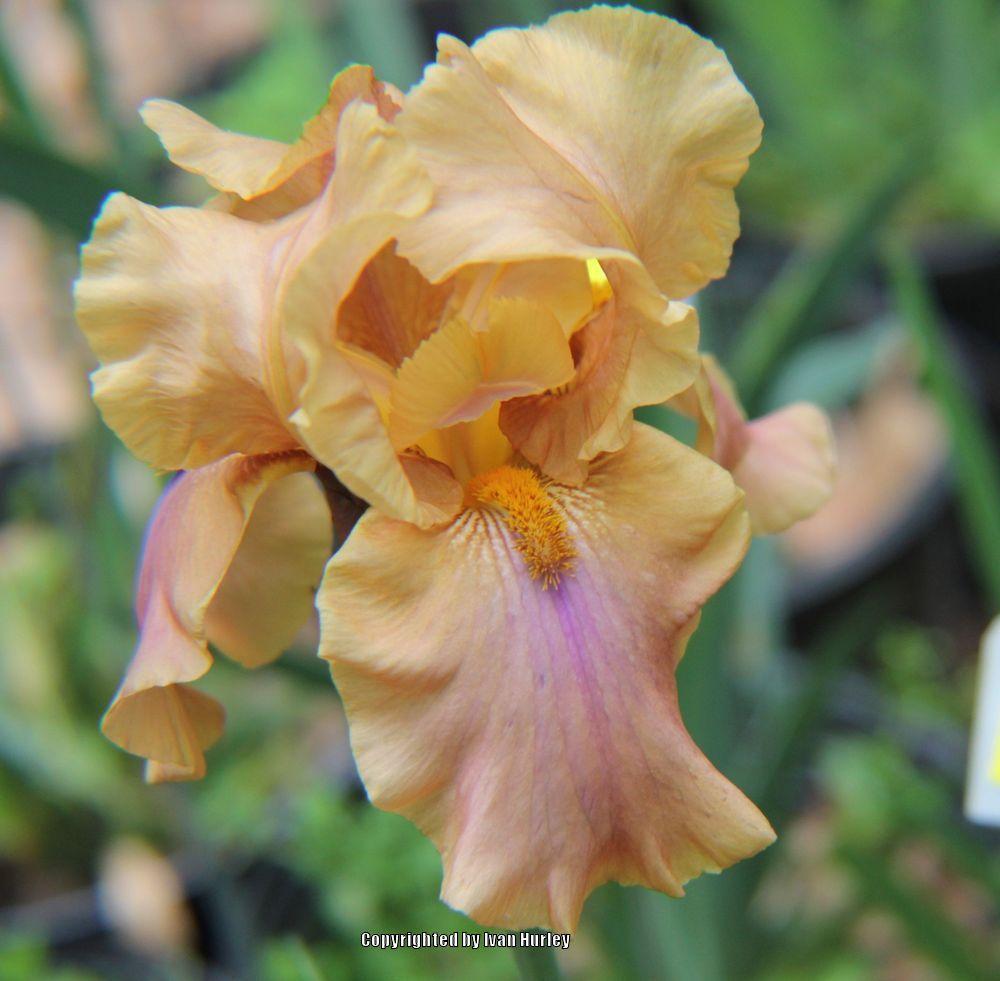 Photo of the bloom of Tall Bearded Iris (Iris 'Tucson') posted by Ivan