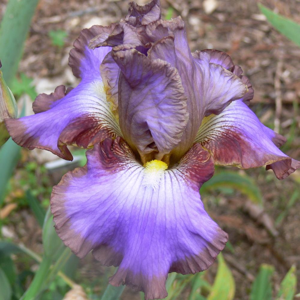 Tall Bearded Iris (Iris 'Molokini') in the Irises Database