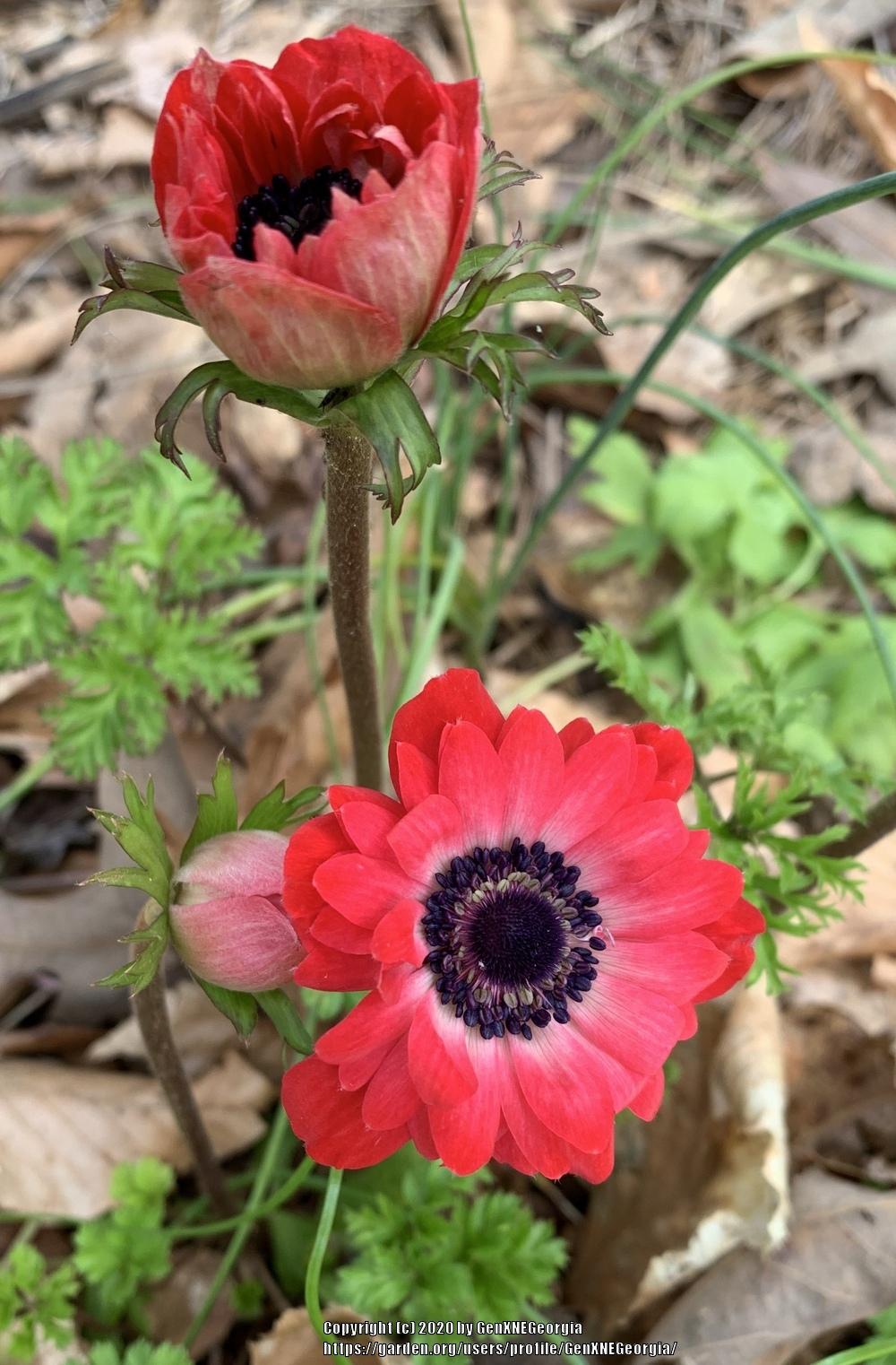 Grecian Windflower (Anemone coronaria 'Hollandia')