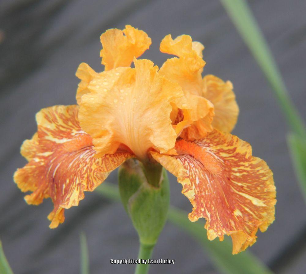 Tall Bearded Iris (Iris 'Orangutan Orange') in the Irises Database