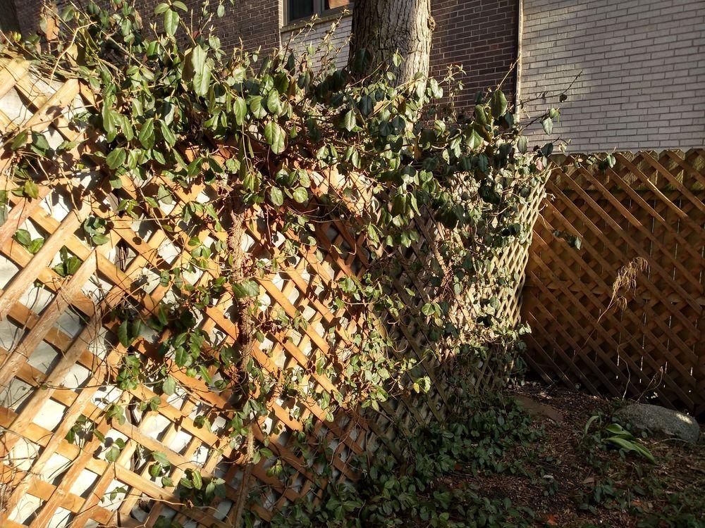 Climbing ground cover, zone 5b in the Plant ID forum