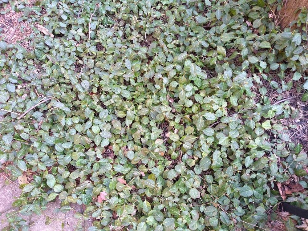 Climbing ground cover, zone 5b in the Plant ID forum