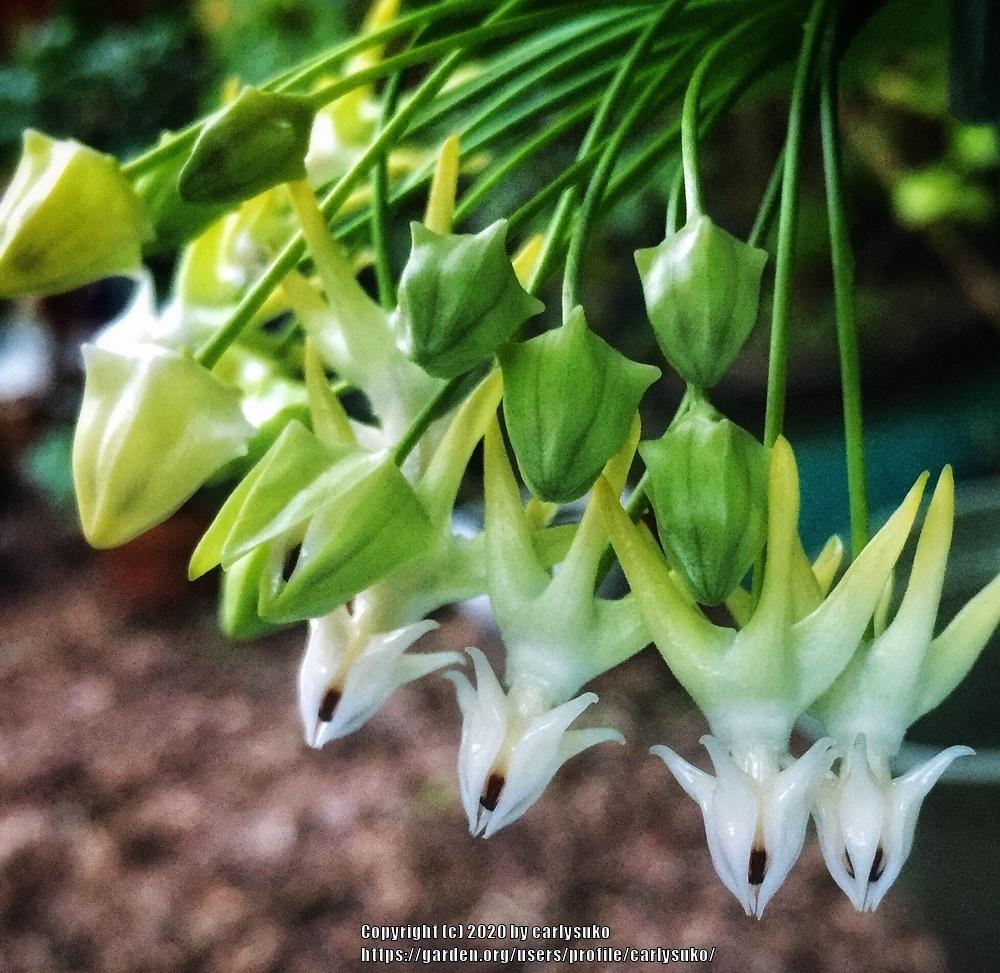 Shooting Star Hoya (Hoya multiflora) in the Hoyas Database