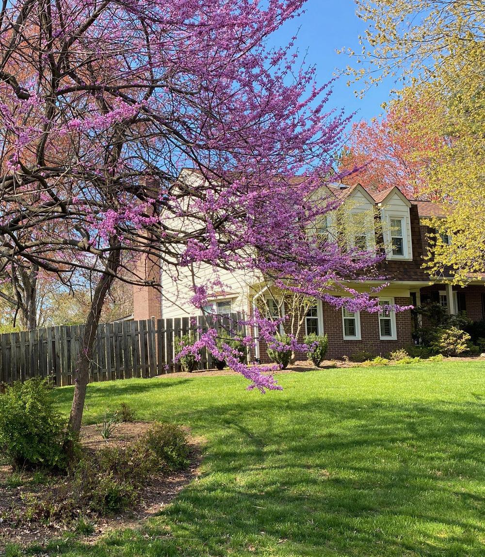 what is the name of this tree currently flowering in Maryland in the