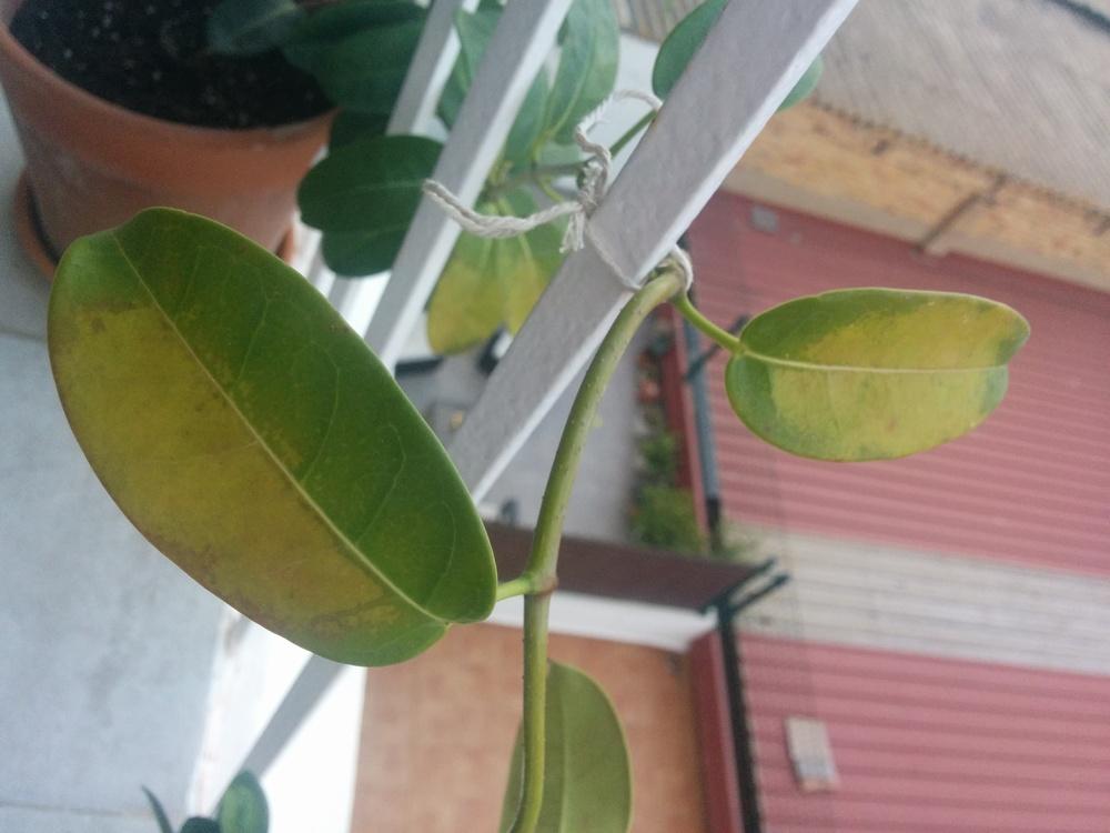 Jasmine dying or simply losing leaves? in the Ask a Question forum