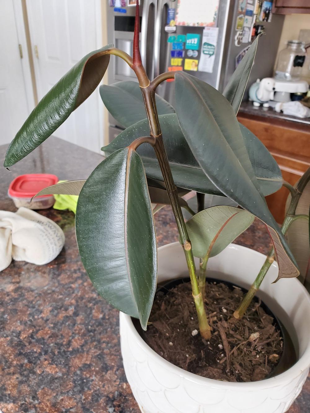 Ask a Question forum Rubber Tree Plant Help