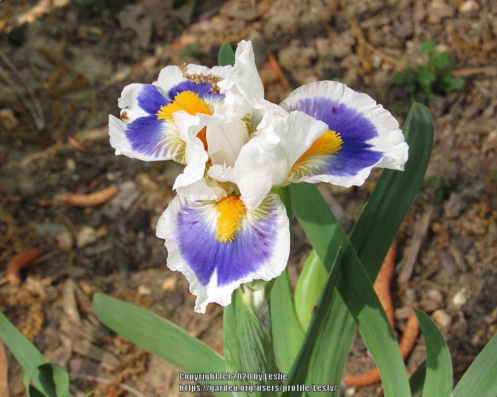 Photo of the bloom of Standard Dwarf Bearded Iris (Iris 'So Noted